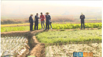 《每日新闻》：个旧市鸡街镇倘甸双河流域土壤改良修复示范项目进展顺利